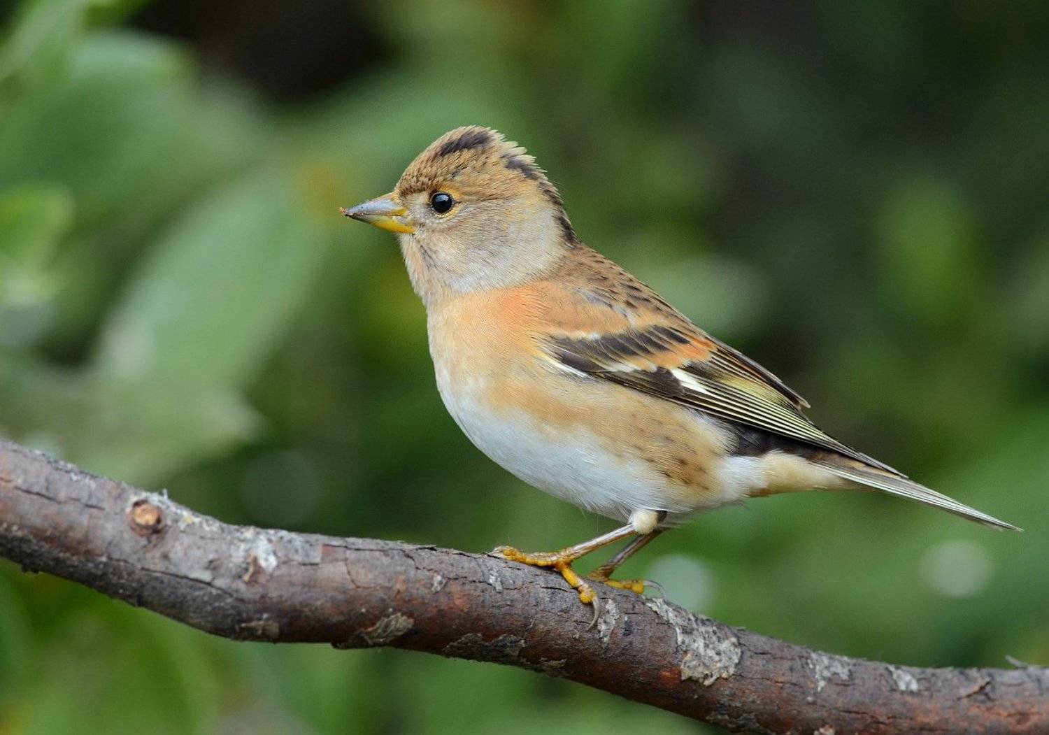 вьюрок,юрок,кусты,молодой, Иван