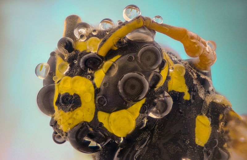Wasp фото превью