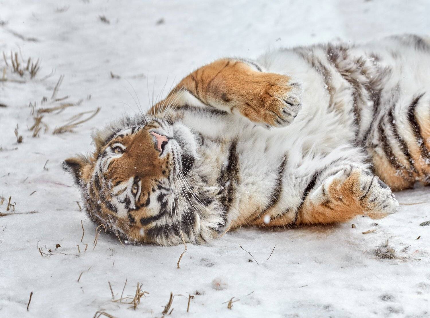 амурская тигрица, Олег Богданов