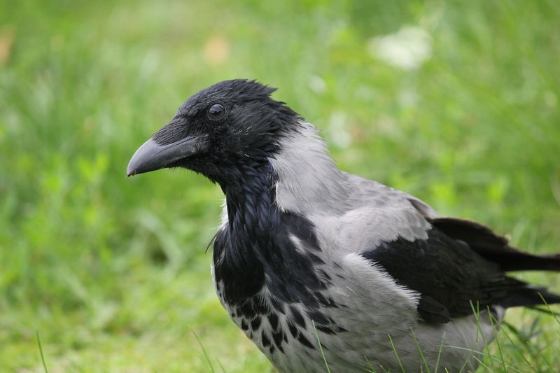 птицы Ты кто? фото превью