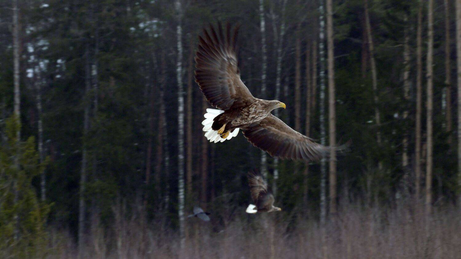 , Илья Бышнёв