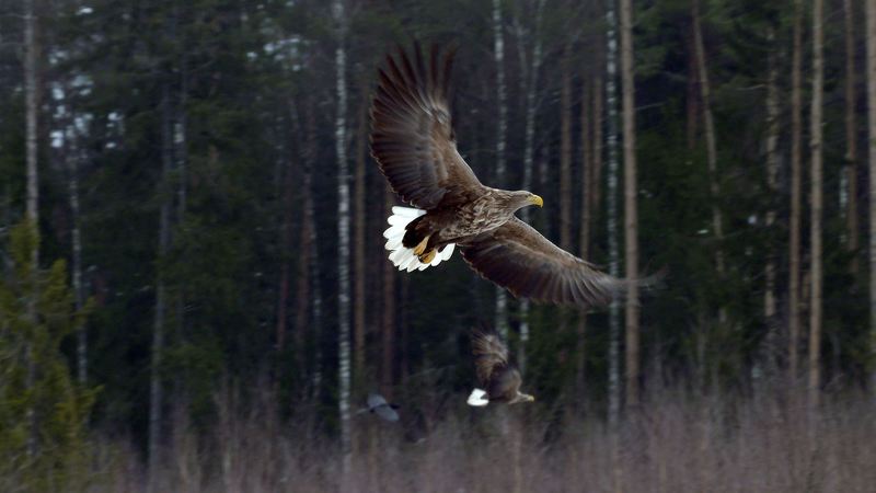 Орлан-белохвост фото превью