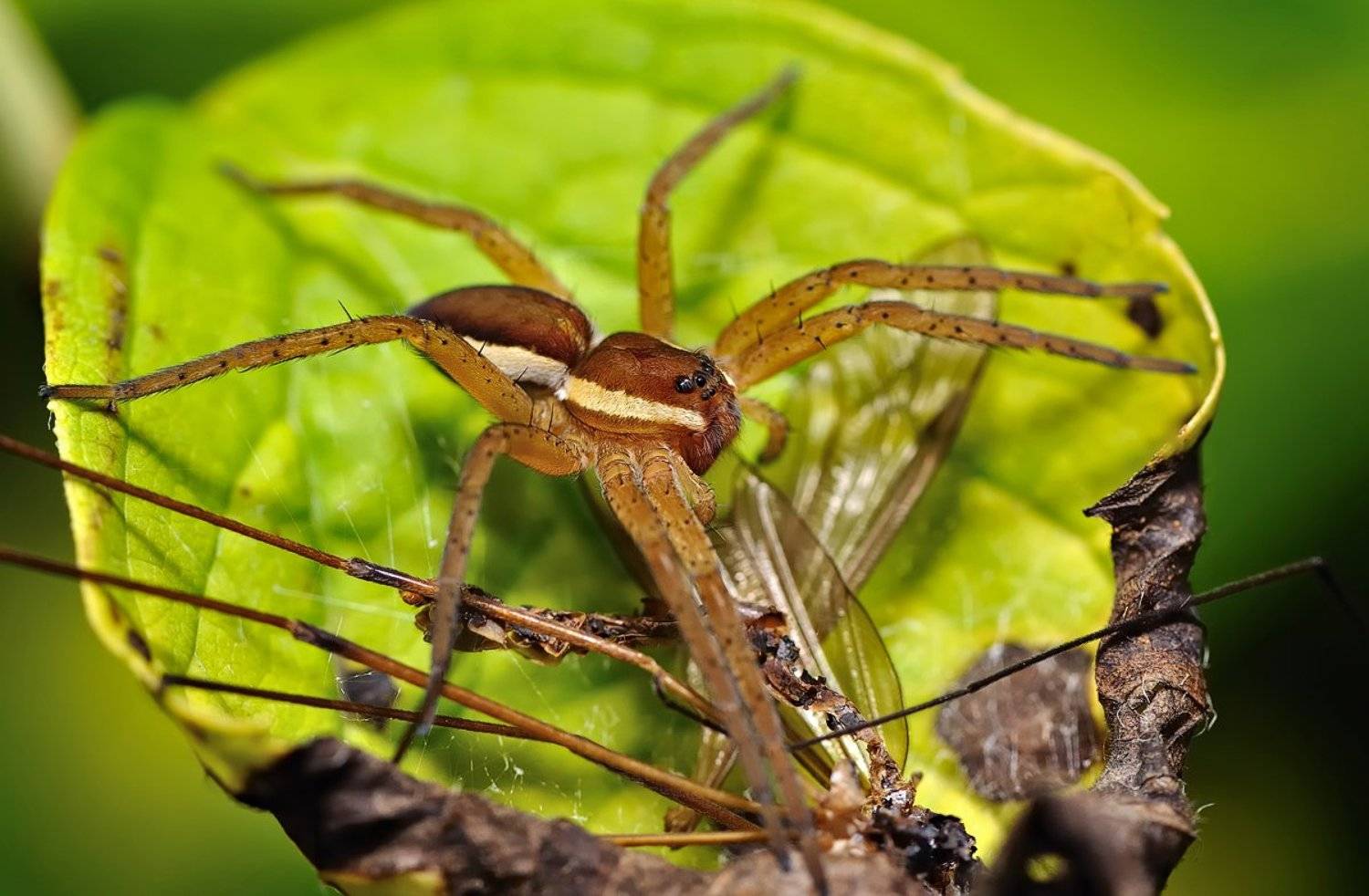 макро, Александр Демин