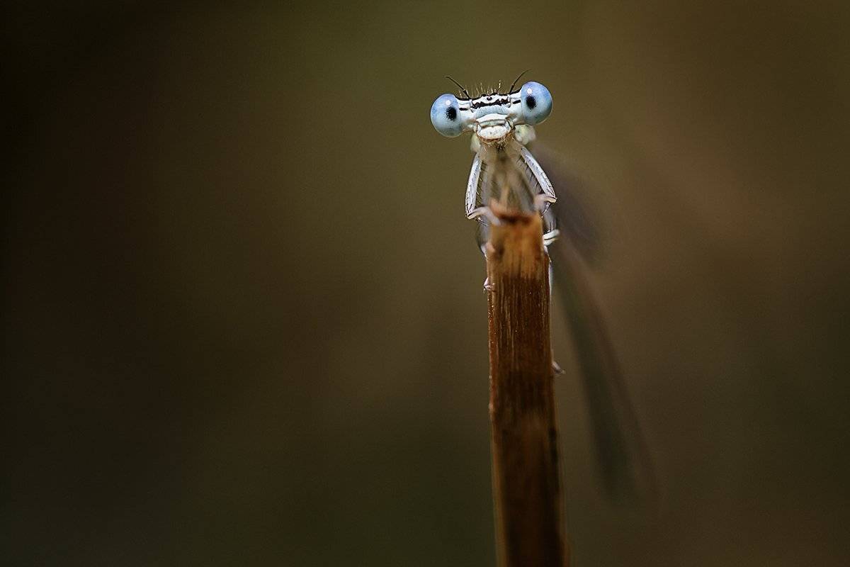 , Nicolae Fanurie Chirobocea
