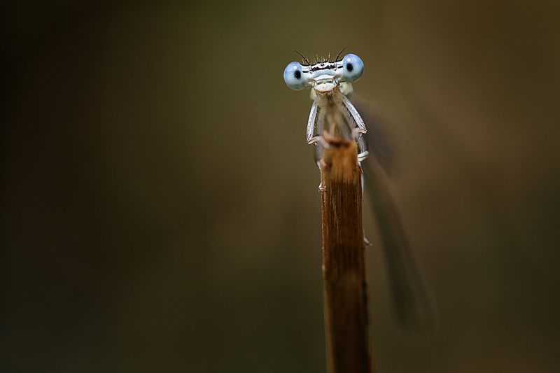- фото превью