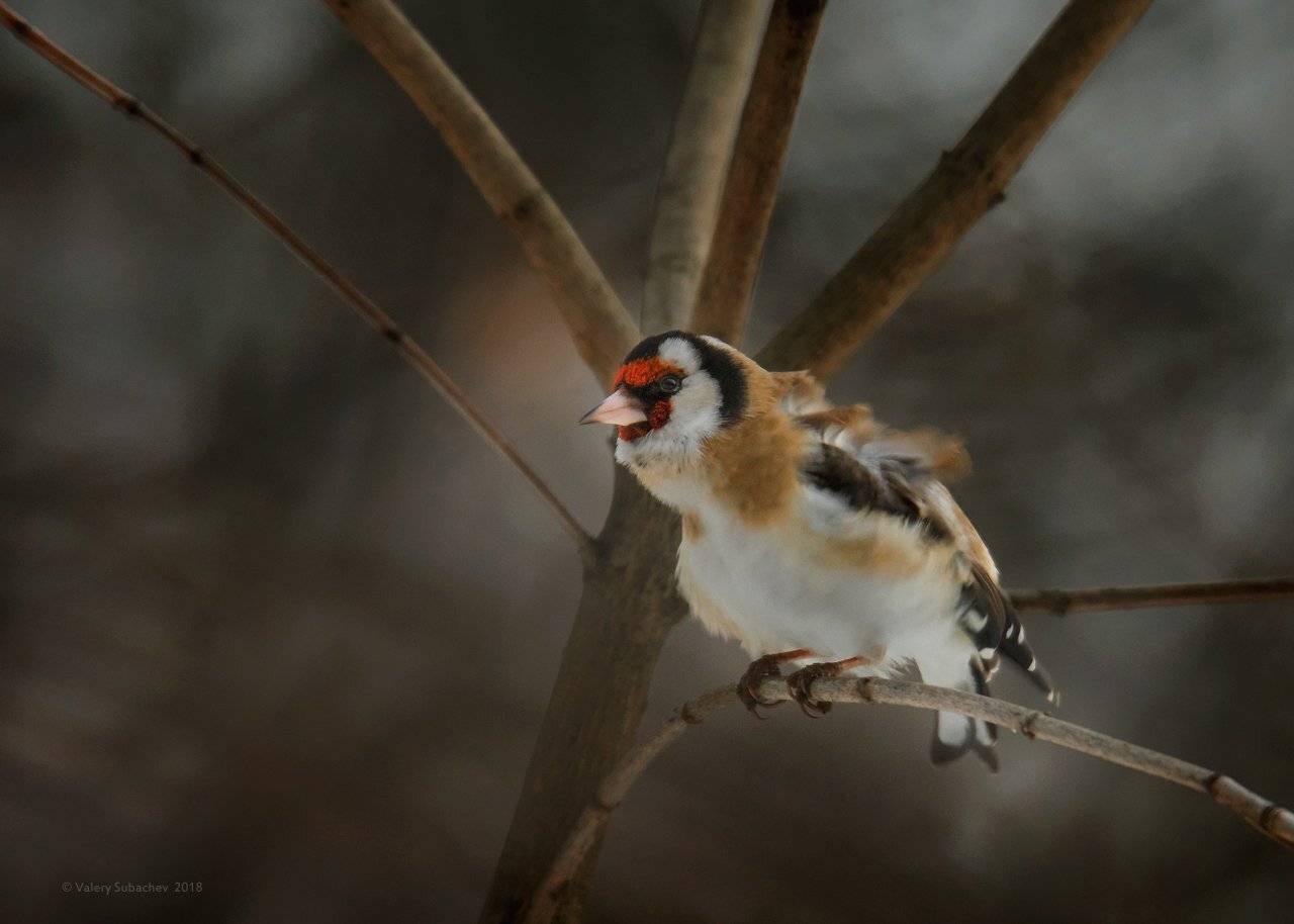 , Валерий Субачев