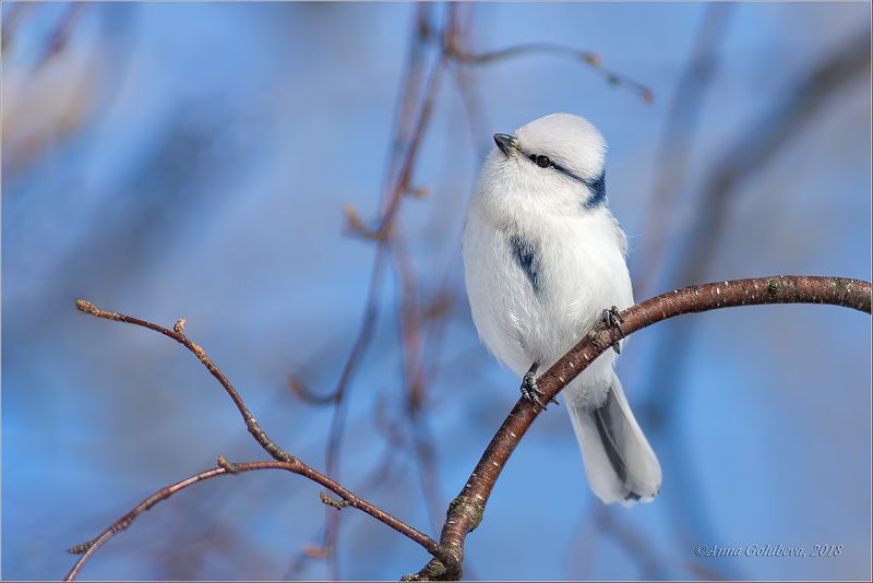 птицы, природа, cyanistes cyanus, azure tit, белая лазоревка, князёк, весна, март, 2018, подмосковье Князёк фото превью