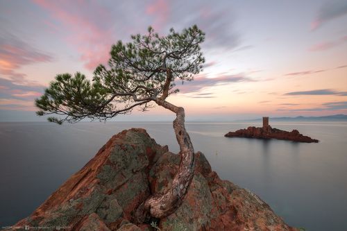 A lone pine of Mediterranean – Одинокая сосна Средиземноморья