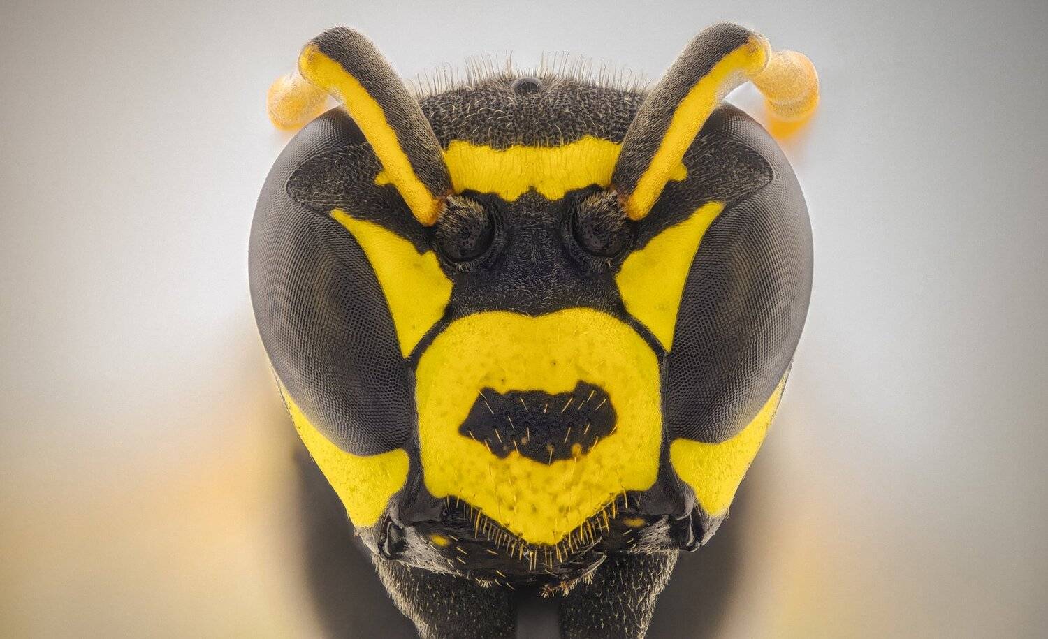 ceclii, macro, extrememacro, Tsvetan Ganev