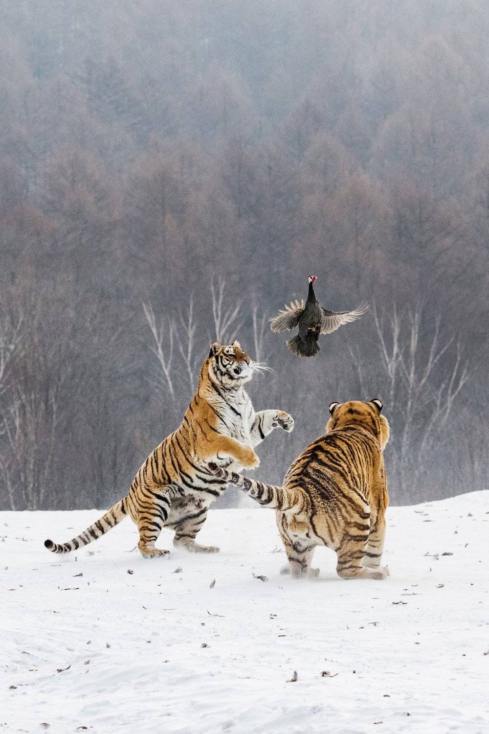 , Алексей Сулоев