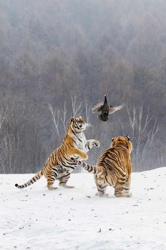 Движение вверх фото превью