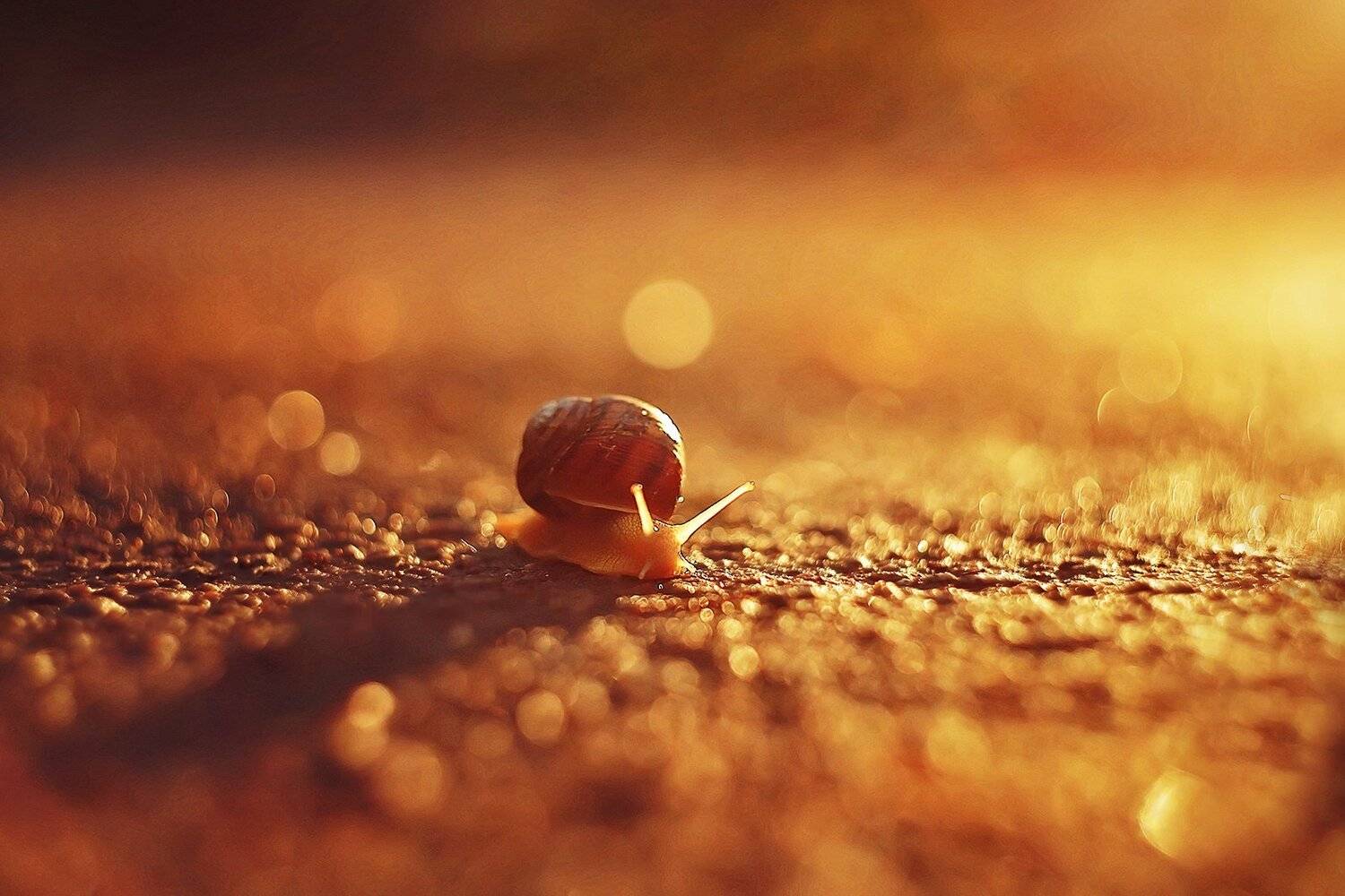 , Анастасия Колесникова