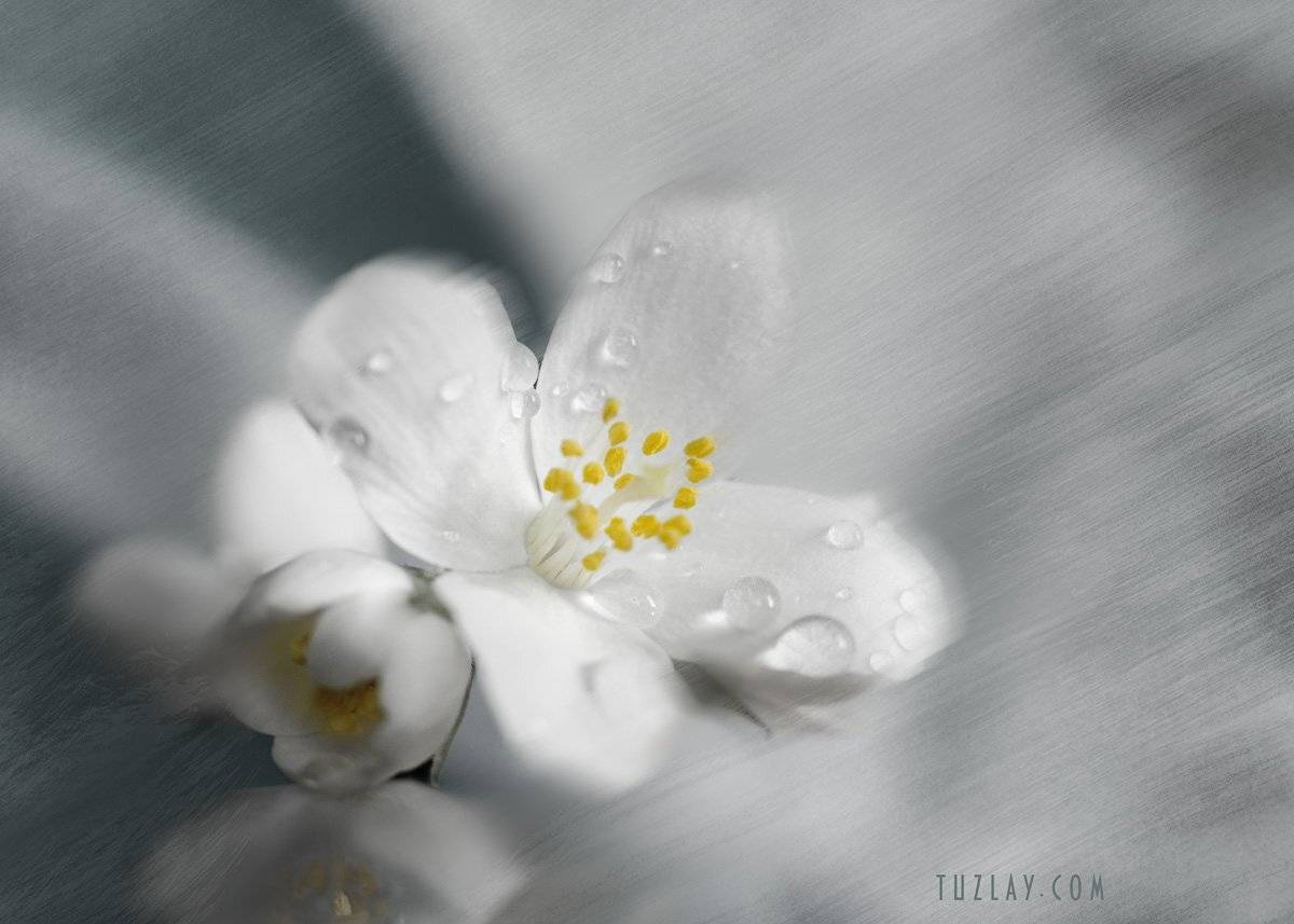 цветки жасмина, садовый жасмин, капельки, Владимир Тузлай