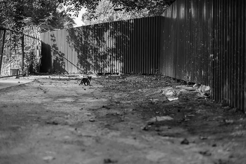 *** фото превью