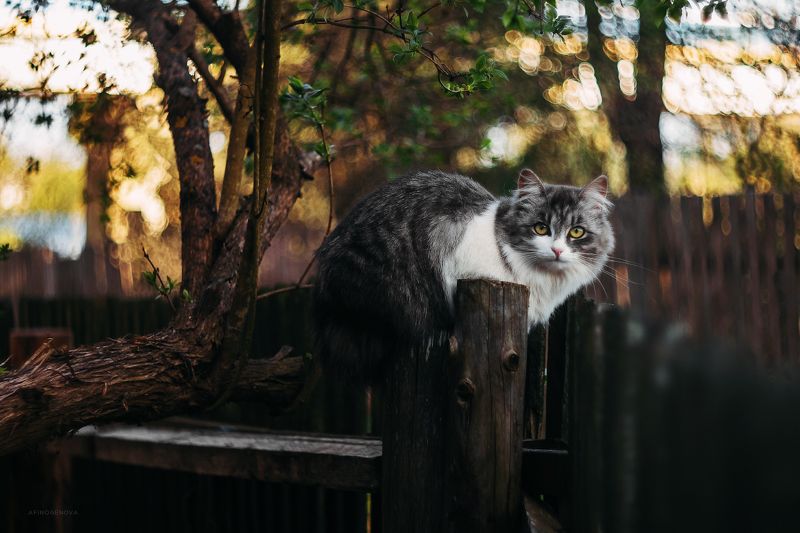 животные, коты, кот, гелиос Назаборные коты фото превью