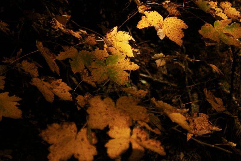 осень, лес, сербия, листья, желтый,autumn, forest, serbia, leaves, yellow, Passing time фото превью