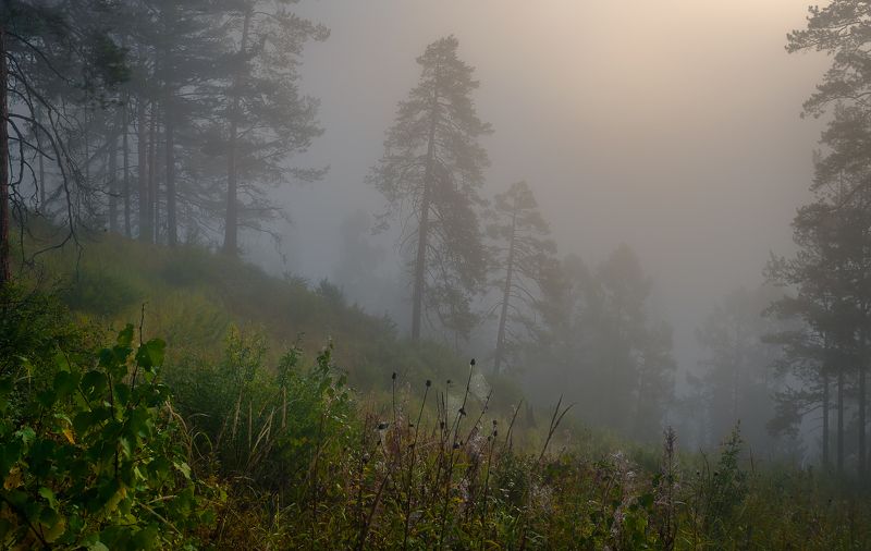 утро в лесу,туман,сосны в тумане,утро,morning in the forest, fog, pine in the fog, morning Сказочно тихое утро фото превью