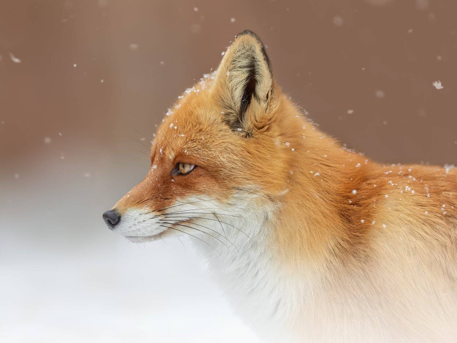 лиса, Олег Богданов