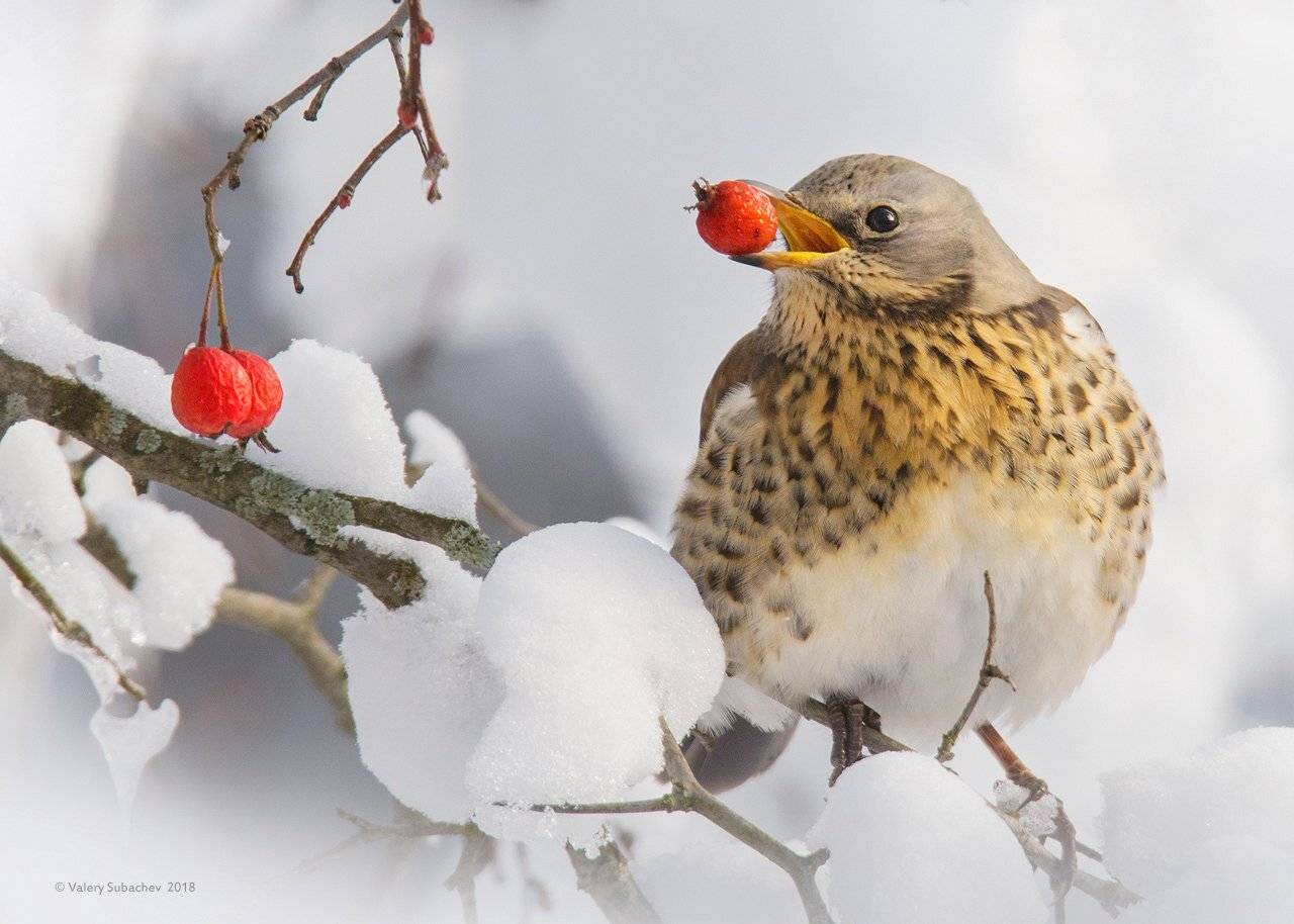 , Валерий Субачев