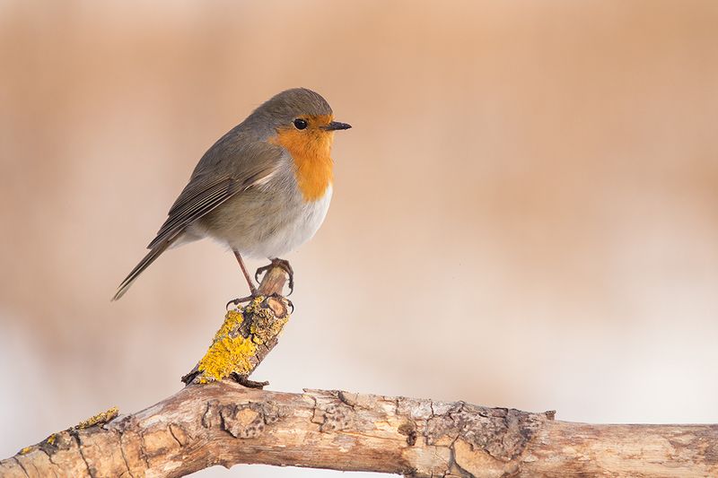 Mалиновка фото превью