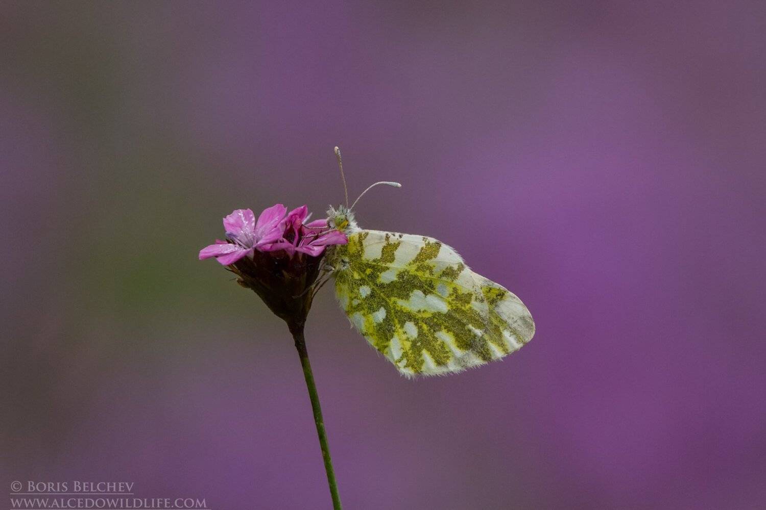 , Борис Белчев