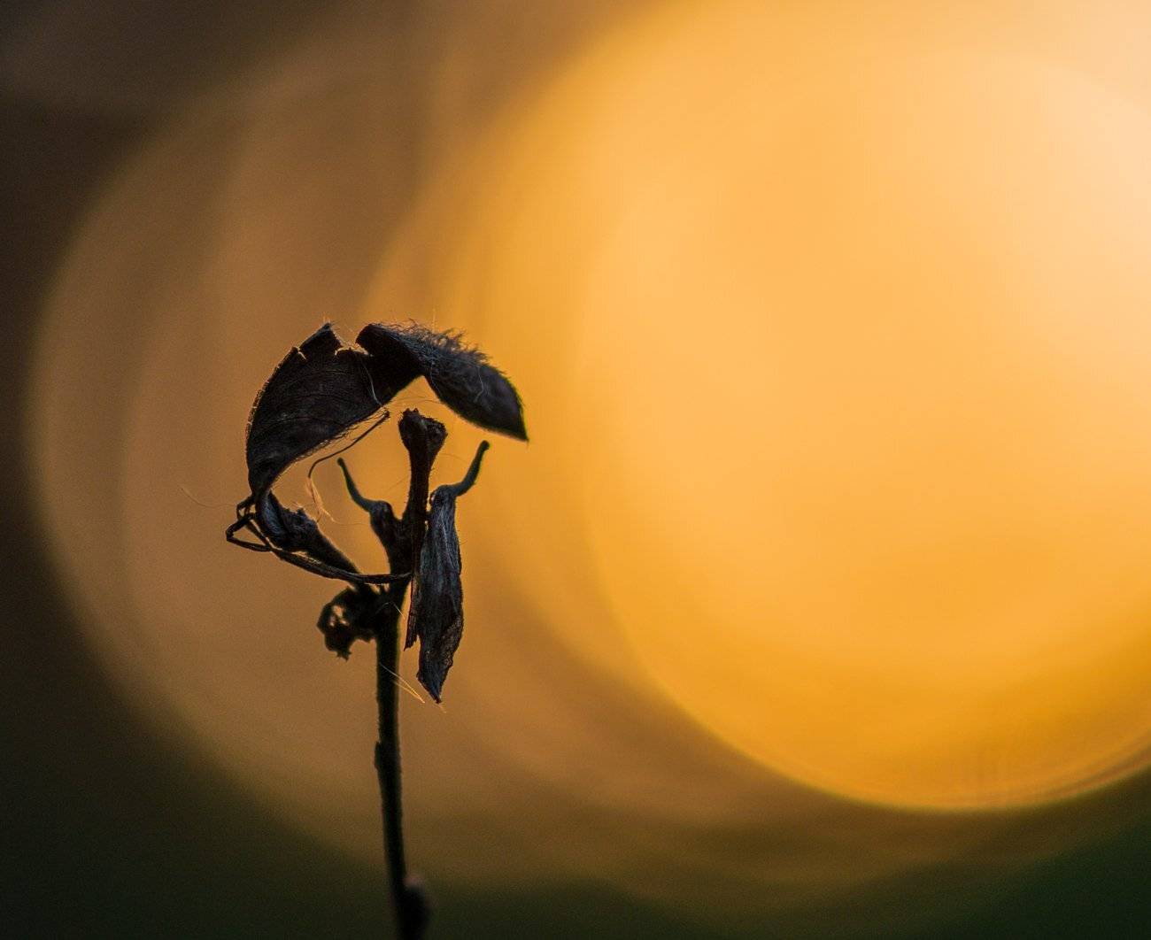 , Галанзовская Оксана