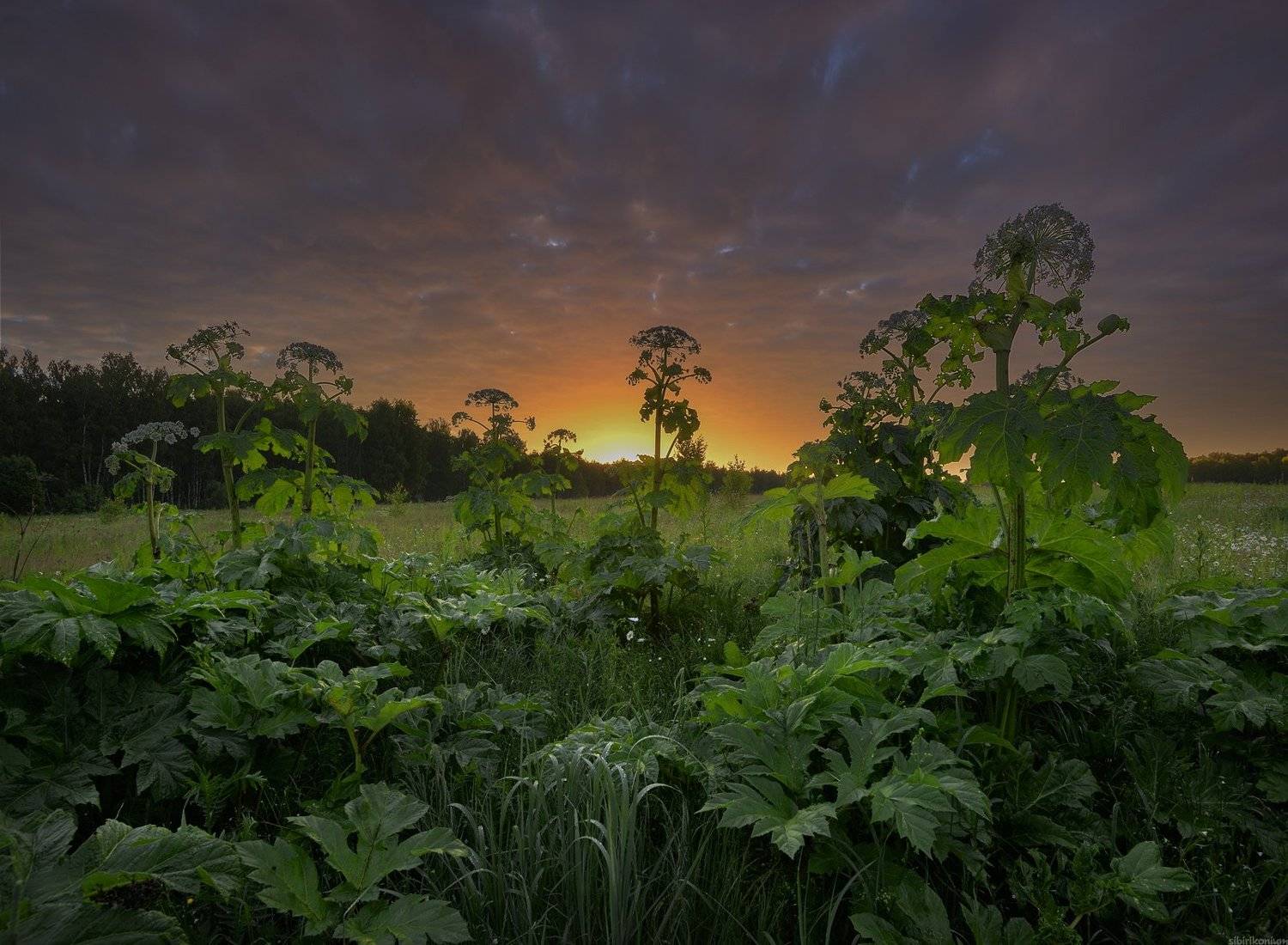 #пейзаж #лето #утро #подмосковье #красиво , Морозов Юрий