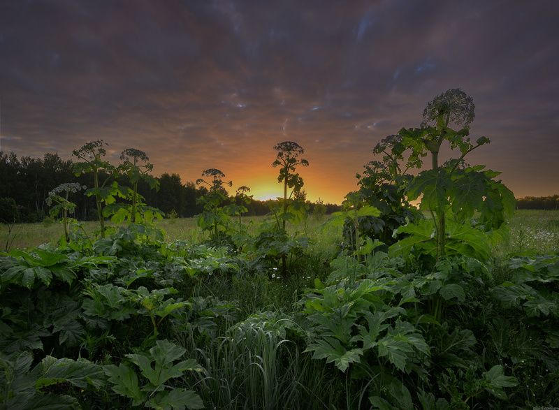 #пейзаж #лето #утро #подмосковье #красиво  / Подмосковные дебри / фото превью