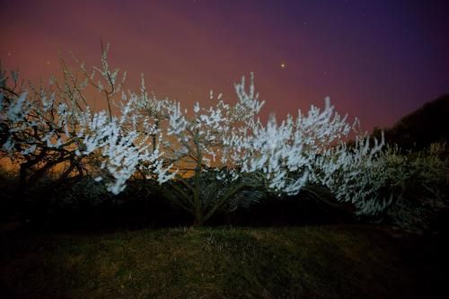 Plum of spring night