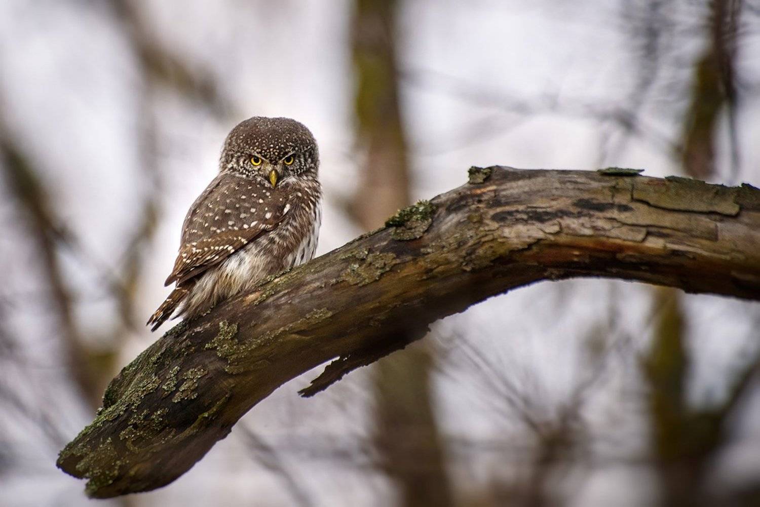 , Kantsyrenko Sergey