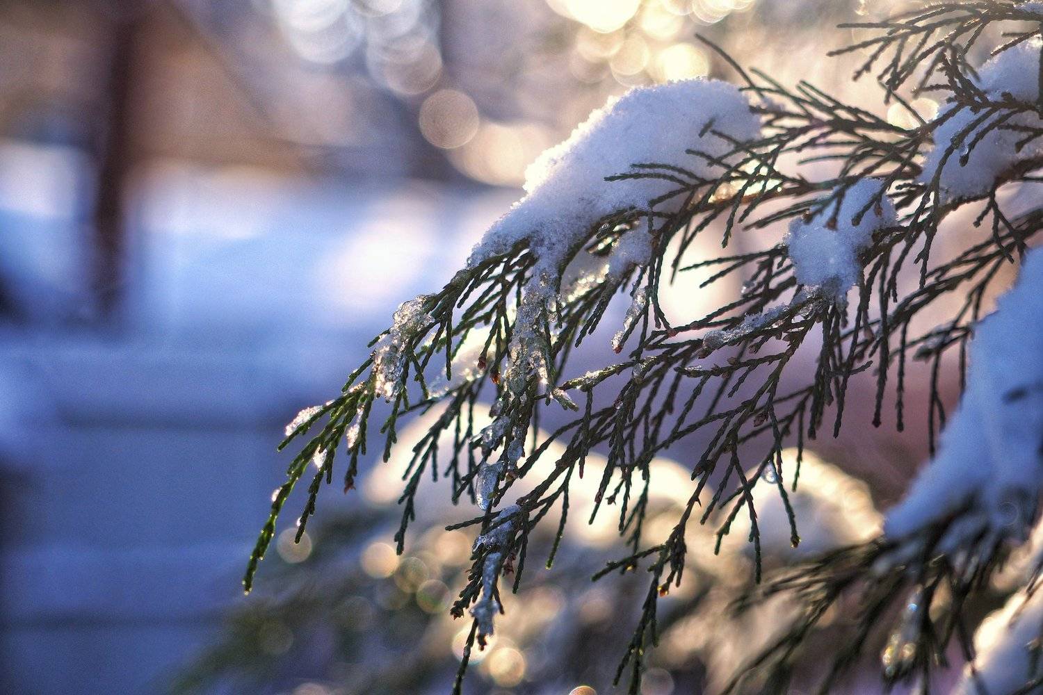 , Яэль (Юлия Ситохова)