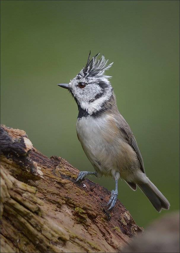 гренадёрка, Андрей Медведев