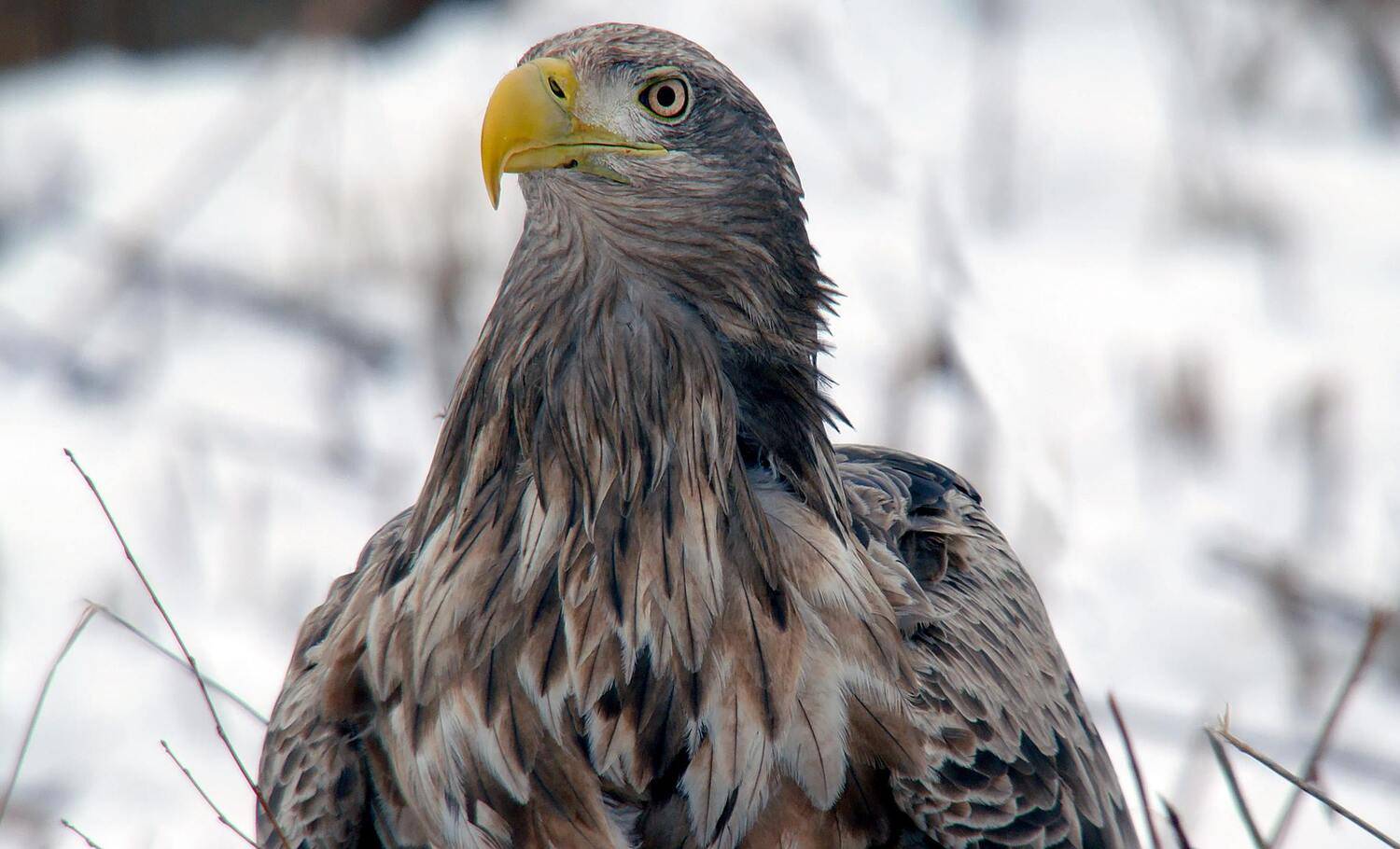 , Илья Бышнёв