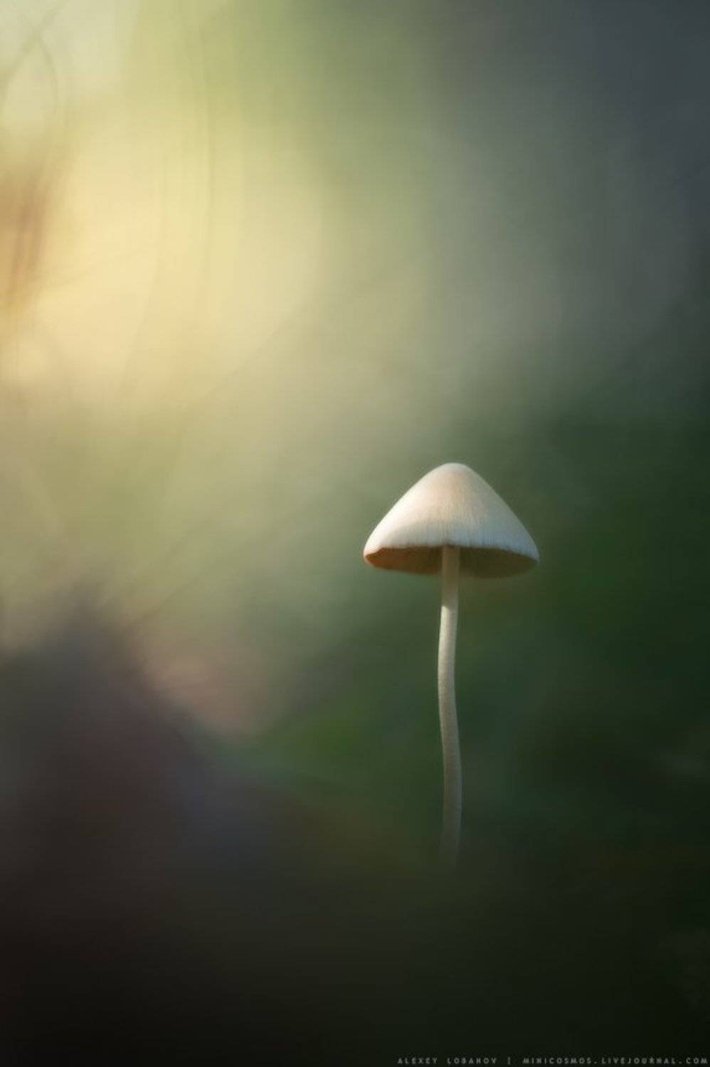 , Алексей Лобанов