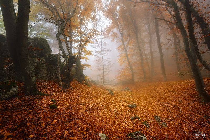 Осенними тропами фото превью
