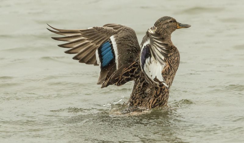 ПРИНИМАЯ ВОДНЫЕ ПРОЦЕДУРЫ фото превью