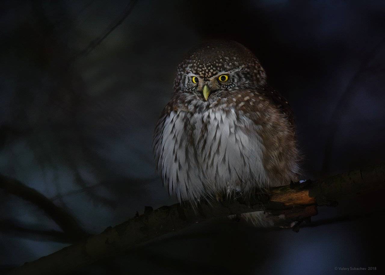 , Валерий Субачев