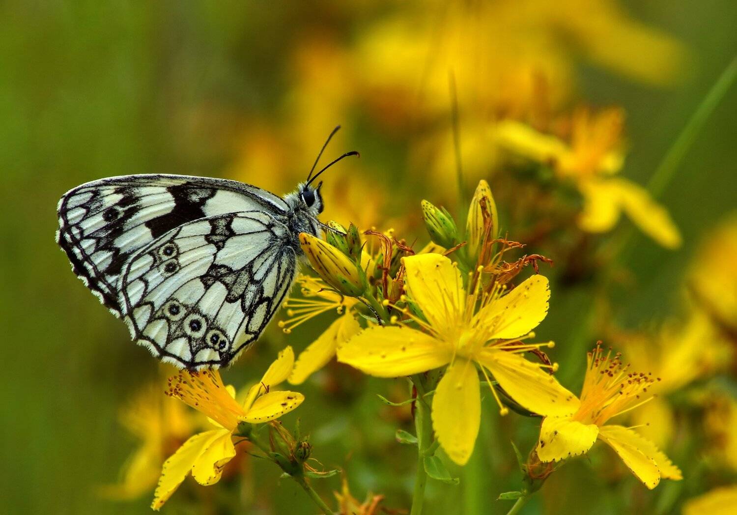 Пестроглазка галатея, Чепленко Алексей