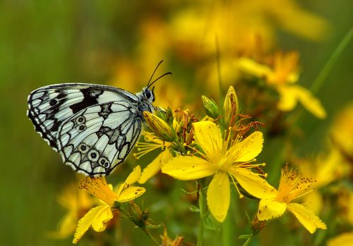 Пестроглазка галатея