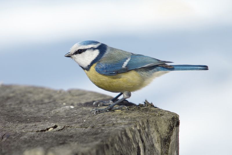 Лазоревка. фото превью