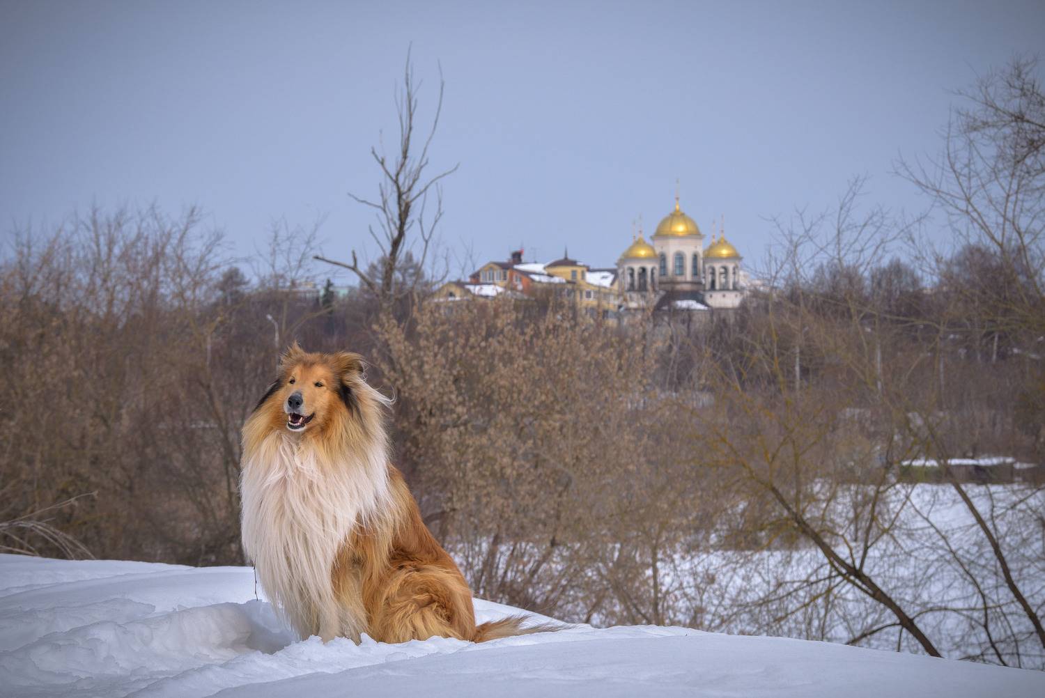колли, звенигород, храм, купола, весенний пейзаж, март 2018, снег, москва река, Ксения Соварцева
