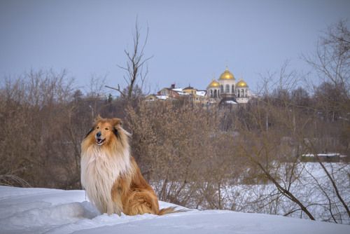Эстетика колли