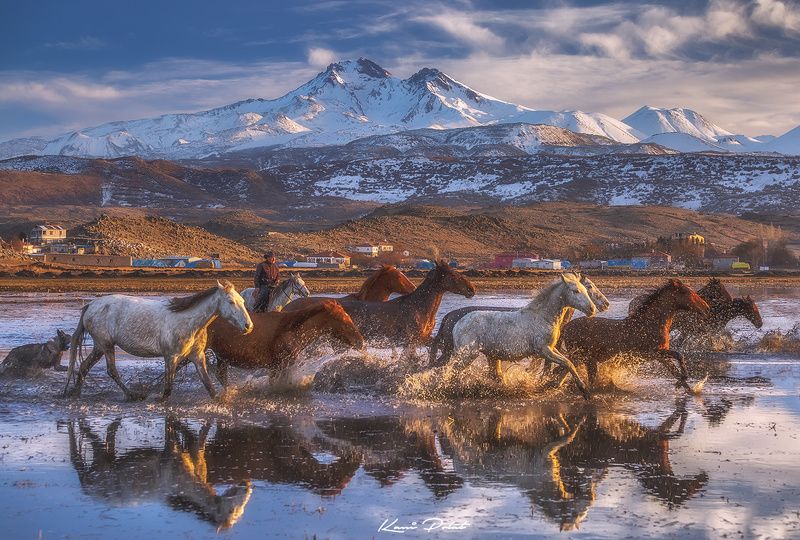 Yilki horses фото превью