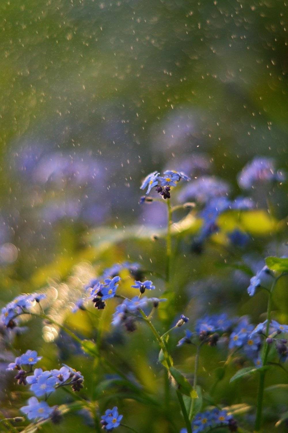 незабудки, весна, цветы, лес, Олеся Боева
