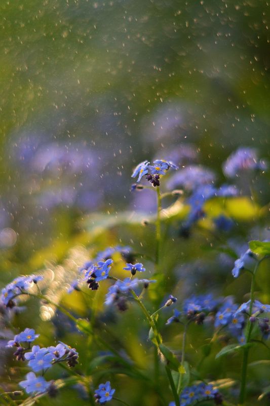 незабудки, весна, цветы, лес Волшебный мир цветов фото превью