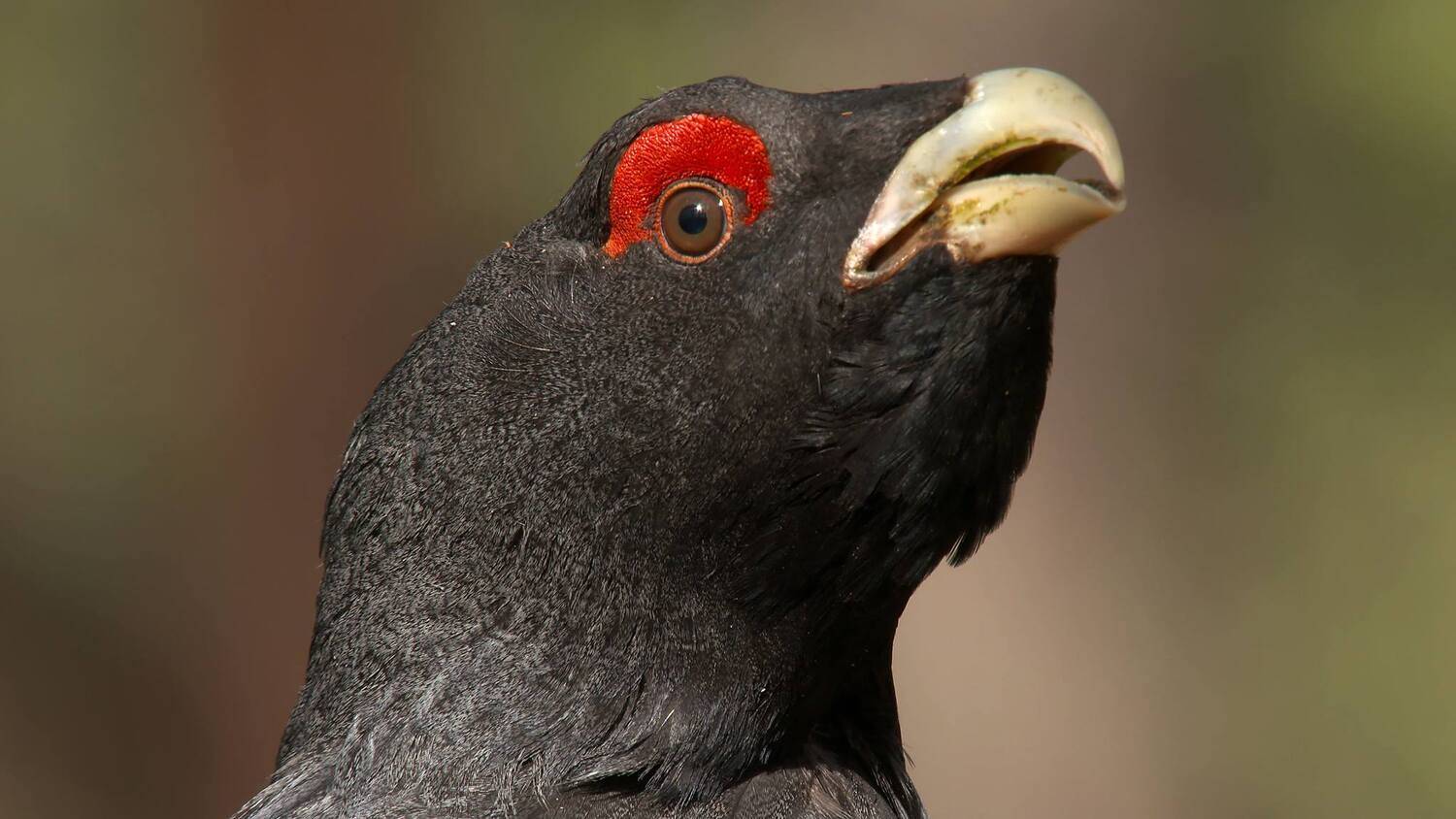 , Илья Бышнёв