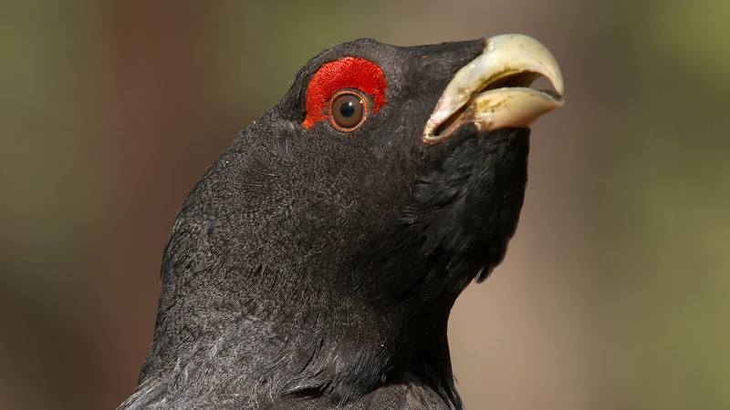 Глухарь фото превью