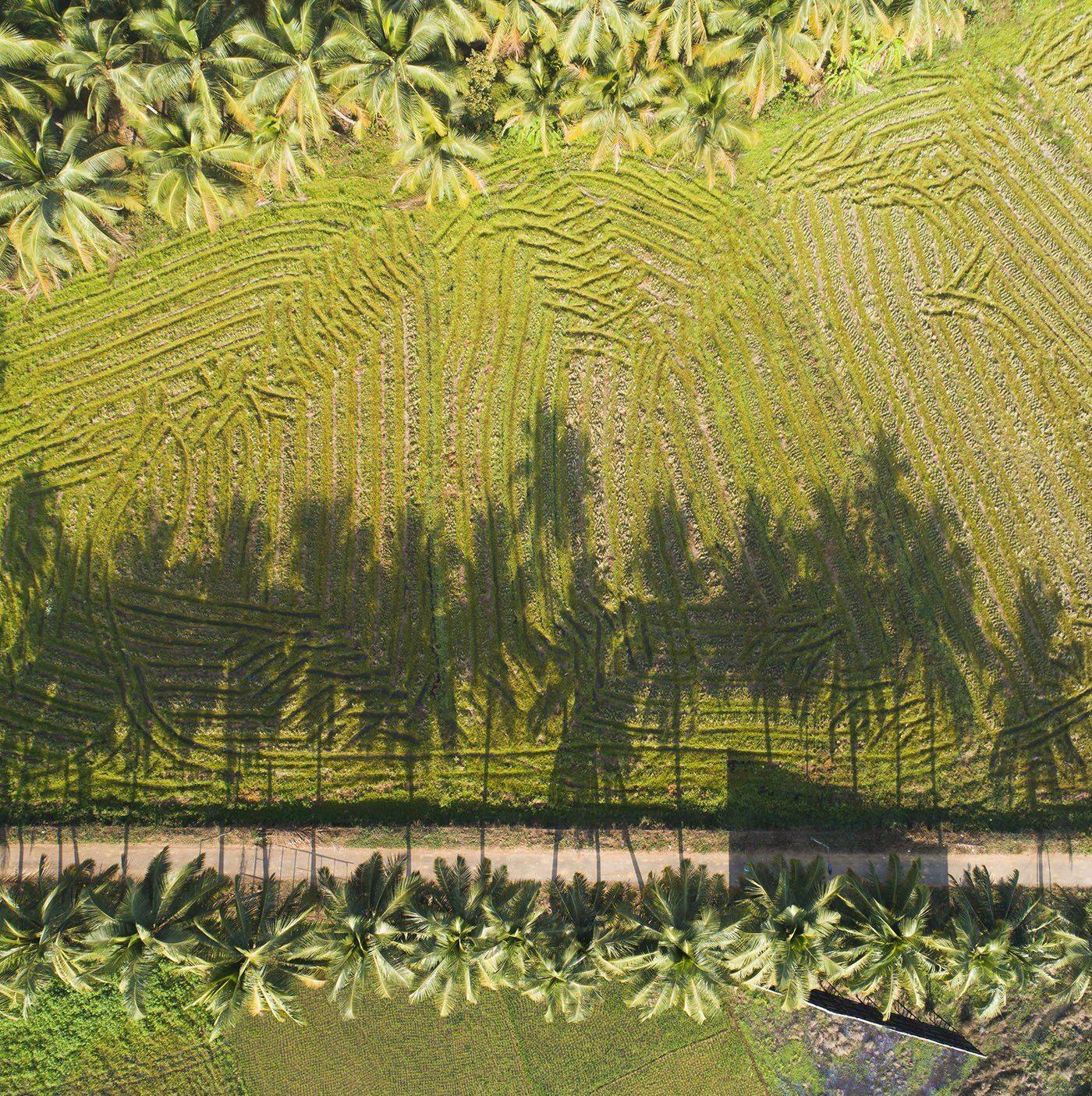 Индия, Гоа, пальмы, поле, дрон, aerial, Борис Резванцев