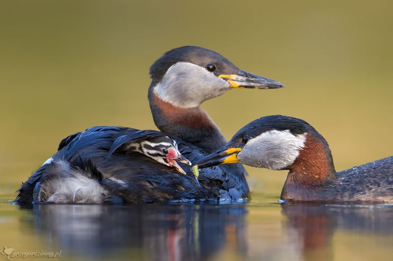 Parents фото превью