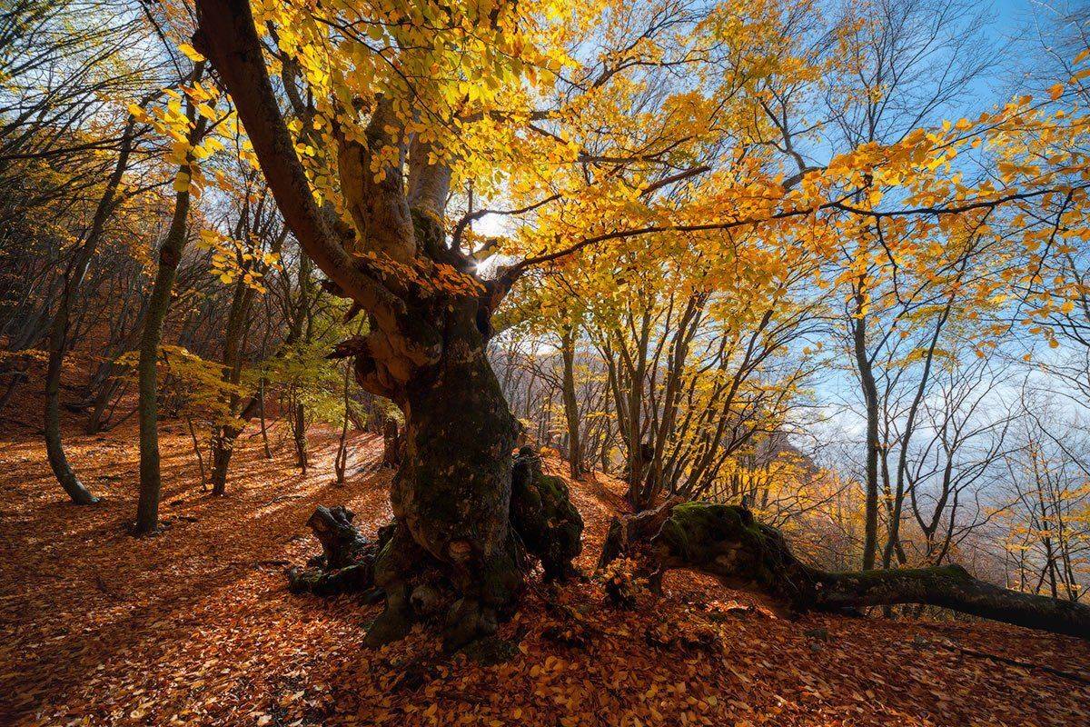 , Олег Логунов